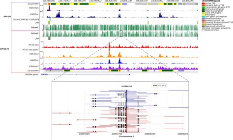 Whole Genome Bisulfite Sequencing With Improved Accuracy And Cost