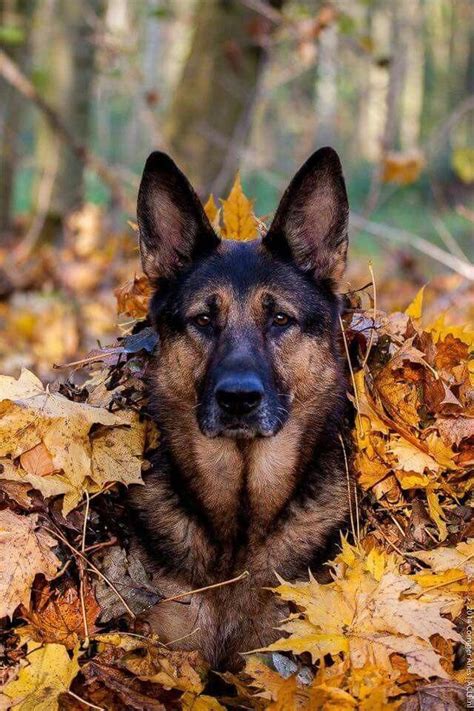 Discover Even More Info On German Shephard Pups Check Out Our Site