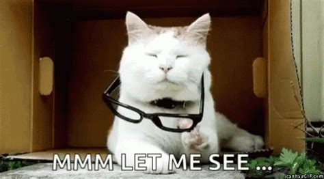 Cats Serious GIF Cats Cat Serious Discover Share GIFs