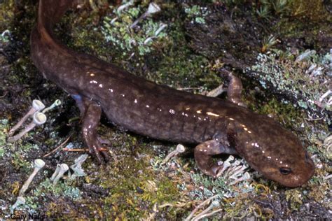 Dicamptodon Aterrimus Idaho Giant Salamander