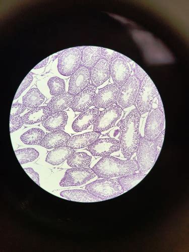 Reproductive Histology Flashcards Quizlet