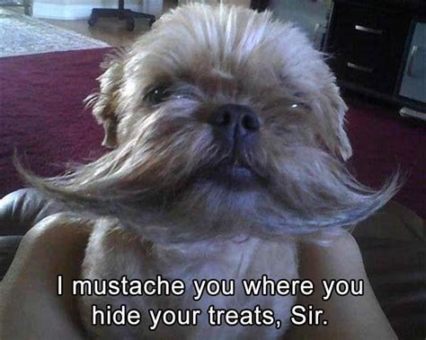 I Mustache You Funny Animal Pictures Funny Animal Memes Funny Animals