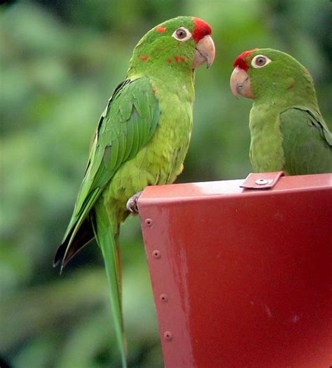 Watch For Parrots When Birding Costa Rica Birdingfieldguides Blog