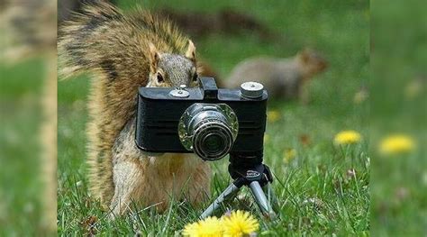 Wild Photographers 20 Curious Animals With Cameras Page 2 Of 4