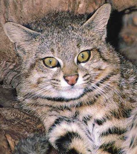 Pampas cats have seldom been imported for any purpose, their appearance being less striking than that of the geoffroy's cat. رحال Voyager: قط كولوكولو Colocolo