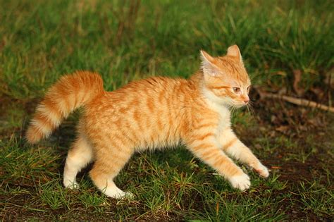 Royalty Free Photo Orange Tabby Cat Standing On Green Small Grass