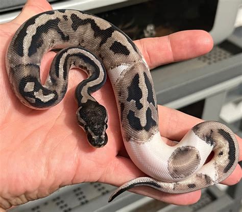 Vpi Axanthic Pied Ball Python By Constricted Reptiles Morphmarket