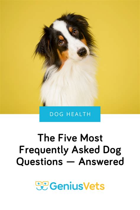 The Five Most Frequently Asked Dog Questions — Answered Pet Health