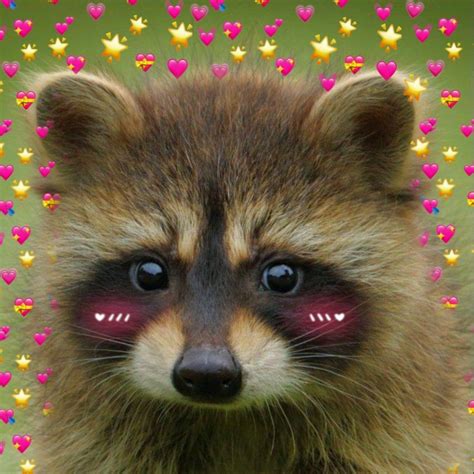 Pin By Chiara Simeone On Io Raccoon Funny Cute Raccoon Pet Raccoon