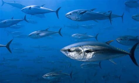 Tuna And Mackerel Populations Suffer Catastrophic 74 Decline Research