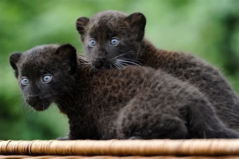 Wallpaper Panther Cub Cats Kittens Black Cat Fur Blue Eyes