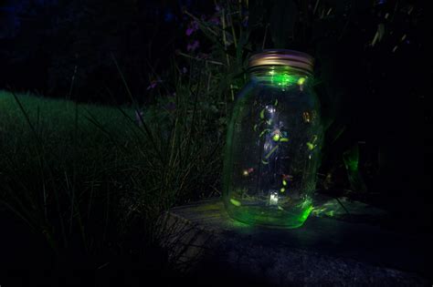 Celebrate World Firefly Day By Keeping Nights Dark Xerces Society