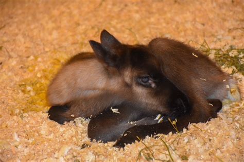 Baby Reindeer Born At The Buffalo Zoo And Hes Super Cute