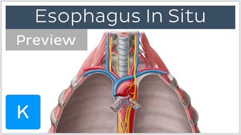 Esophagus Location And Function Preview Human Anatomy Kenhub