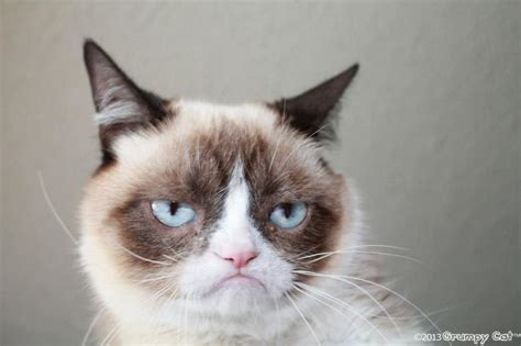 Grumpy Cat Memes Generator Image Memes At
