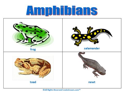 Amphibians Chart Animals Planet
