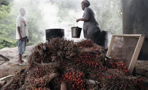 The Congo Basin Palm Oils Next Frontier Cifor Icraf Forests News