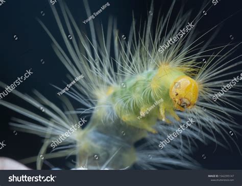 Closeup Tussock Moth Larvae Caterpillar Stock Photo