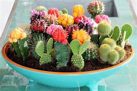 En cactus y suculentas podrás encontrar información práctica y amena con la que pretendemos acercar a todos la afición por estas plantas. Aprende Todo Sobre Como Sembrar Cactus