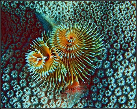 Christmas Tree Worm One More At Coral Reef Bonaire Dut Flickr