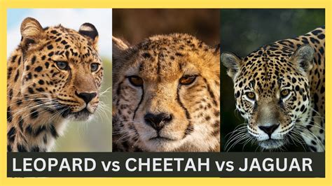 Leopard Vs Cheetah Vs Jaguar How To Identify Them Correctly