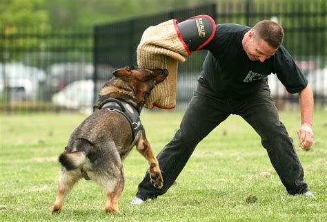 Dogsport gear, supplier of redline k9 schutzhund police k9 dog training equipment, tug toy, dogtra collar or a leather dog harness for schutzhund, police k9, search, rescue, we ship worldwide. Police K9 Attacks Innocent 72 Year Old Man in His Own Yard