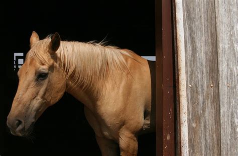 Texas Therapy Horses Stolen And Later Returned Injured