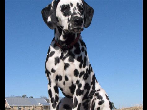 Dalmatian akc registered puppies male and female on site with parents. Dalmatian For Sale - AKC Marketplace