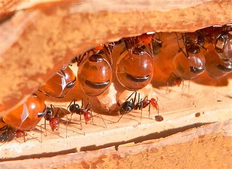 Mengenal Honeypot Ant Semut Penghasil Madu Yang Bisa Dimakan Mountrash