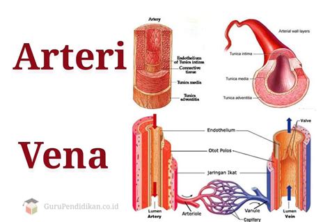 Sebutkan Perbedaan Pembuluh Arteri Dan Vena Blog Ilmu Pengetahuan My