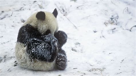 Sweet Video Shows A Panda Having The Time Of Its Life In The Snow
