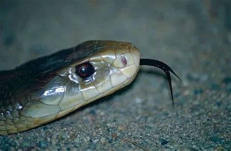 Coastal Taipan The Animal Facts Appearance Diet Habitat Behavior