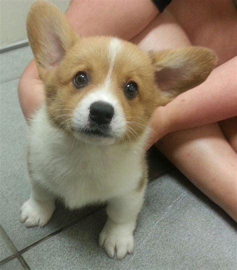 The reality is that a mix can inherit the health conditions common to one, both, or neither of their parent breeds. Corgi cuteness! | Cute corgi puppy, Cute baby animals ...
