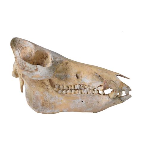 Wild Boar Skull Taxidermy Mounts For Sale And Taxidermy Trophies For