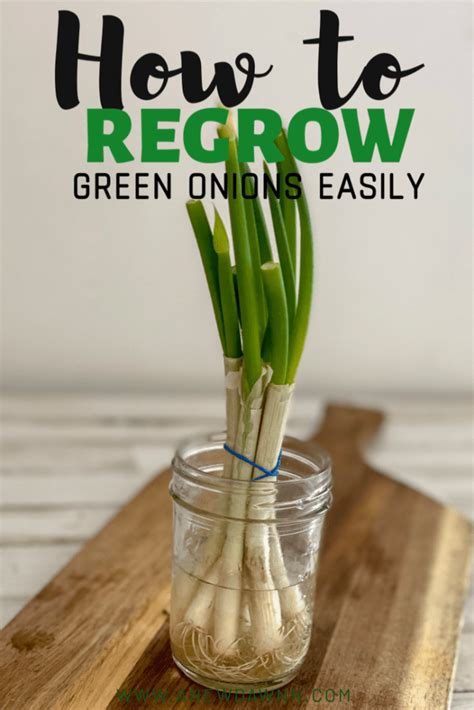 How to regrow green onions. How to Freeze and Regrow Green Onions - It's Easier Than ...