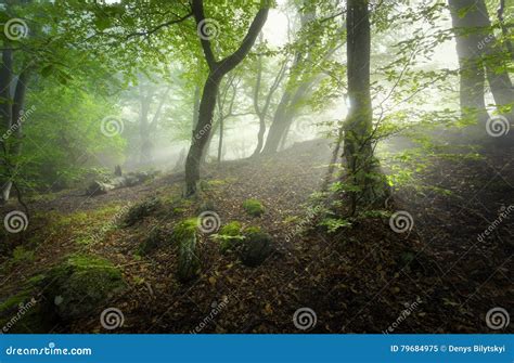 Mystical Spring Forest In Fog Magical Old Trees In Clouds Stock Image