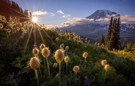 Обои закат цветы гора Mount Rainier National Park Национальный парк