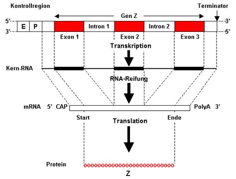 Finally, mrna vaccines are quicker and easier to produce than traditional vaccines, because they are produced in a laboratory instead of in an egg or other mammalian cell. Vom Gen zum Protein - Chemgapedia