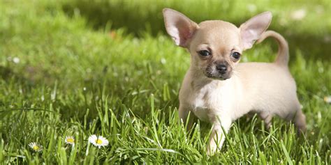 15 Hq Photos How Many Puppies Do Chihuahuas Have Dog Birth Very
