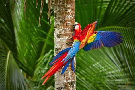 Red Parrot Macaw Parrot Fly In Dark Green Vegetation Scarlet Macaw