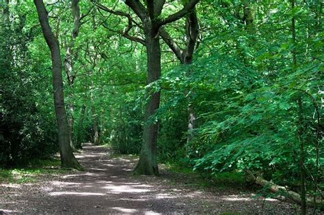 Forest Woodland Path Free Photo On Pixabay Woodland Forest Paths