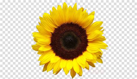Sunflower Clipart With Transparent Background 10 Free Cliparts