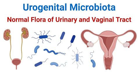 Urogenital Microbiota Normal Flora Of Urinary And Vaginal Tract