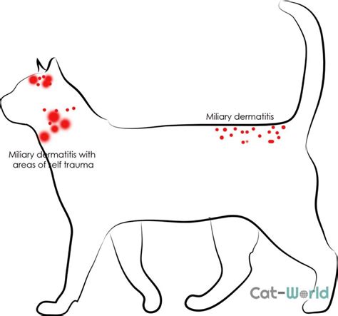 Common Types Of Skin Disease In Cats Cat World