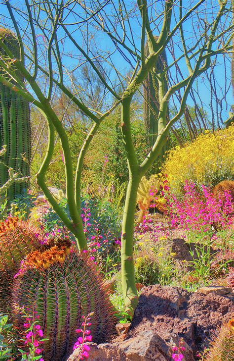 Sonoran Desert In Bloom Vertical Photograph By Catherine Pearson