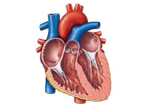 Diagram and anatomy of the heart internal anatomy of the heart heart diagram: NURS 1213 Study Guide (2012-13 Russell) - Instructor Russell at Mount Royal University - StudyBlue