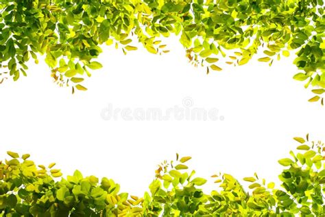 Green Leaves Border Stock Photo Image Of Lush Outdoors 19774422