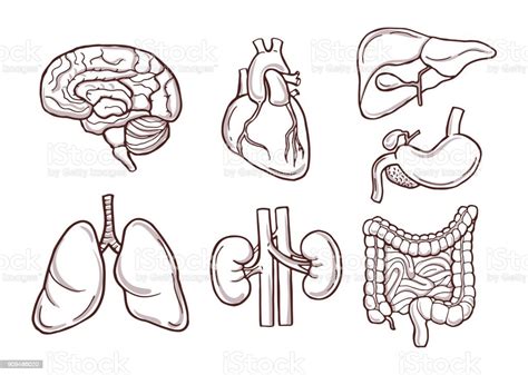 Hand Drawn Illustration Of Human Organs Medical Pictures Stock