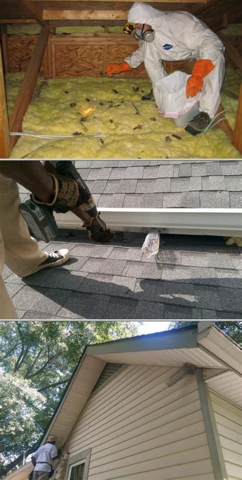 Commercial pest control in atlanta requires a proven ability to get the job finished correctly on the first attempt. Squirrel and Rat Animal Removal | Pet rats, Exterminator ...
