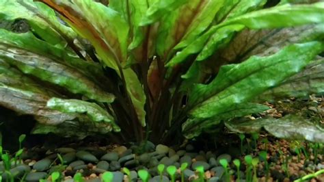 It has several color variations, and it can be found in green, red, pink, bronze, and brown colors. Cryptocoryne wendtii 'Green Gecko' - YouTube